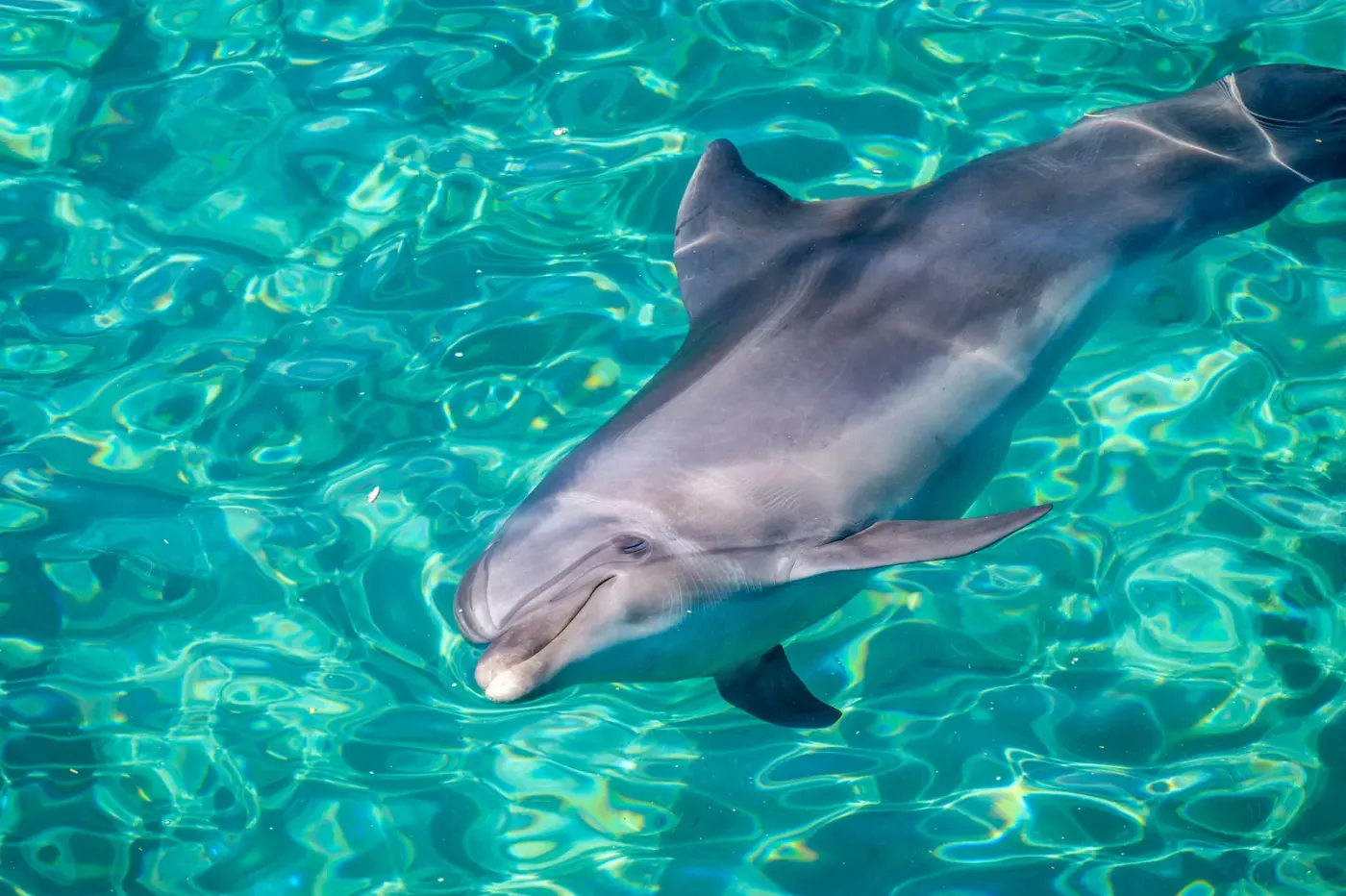 Dolphin encounters